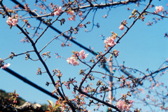 河津桜