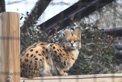 サーバルキャット⑪