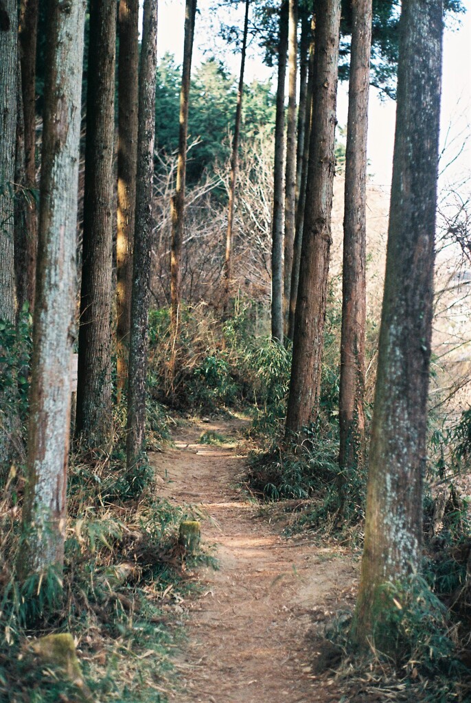 高尾梅郷遊歩道⑥