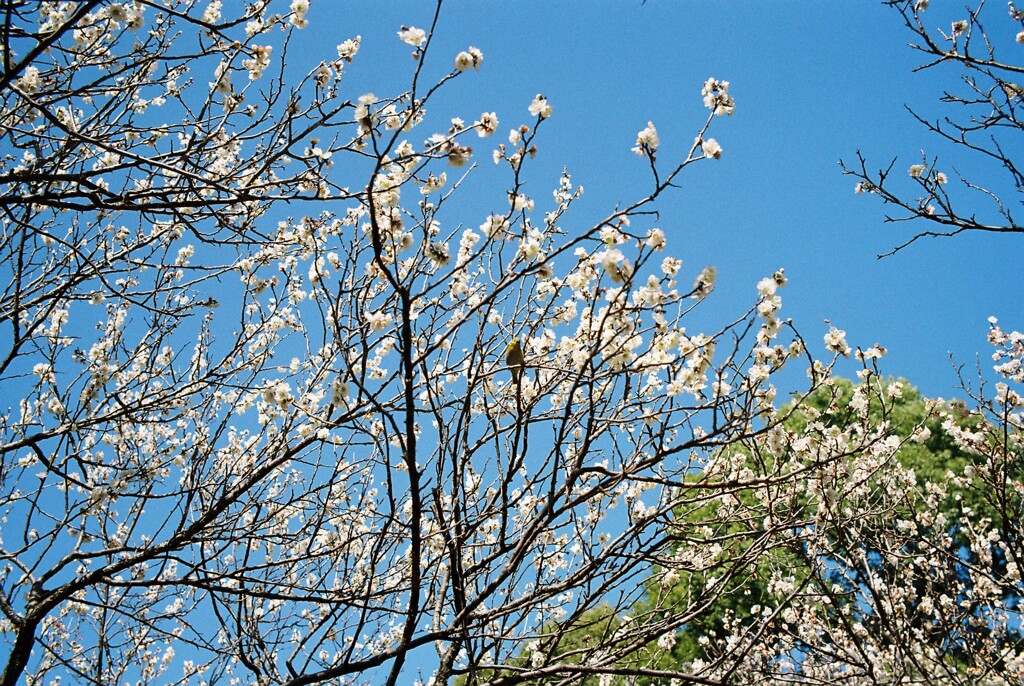 谷保天満宮にて