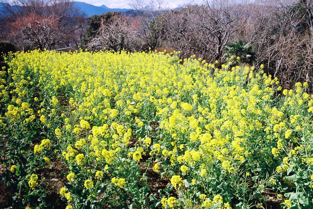 吾妻山公園にて