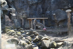 50mmレンズ1本で動物園めぐり
