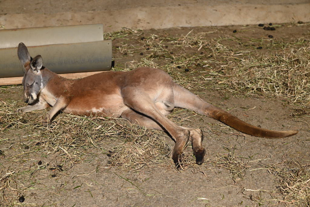 カンガルー
