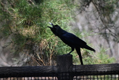 カラス
