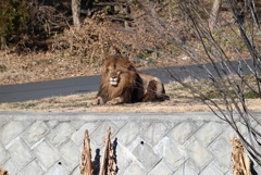 ライオン