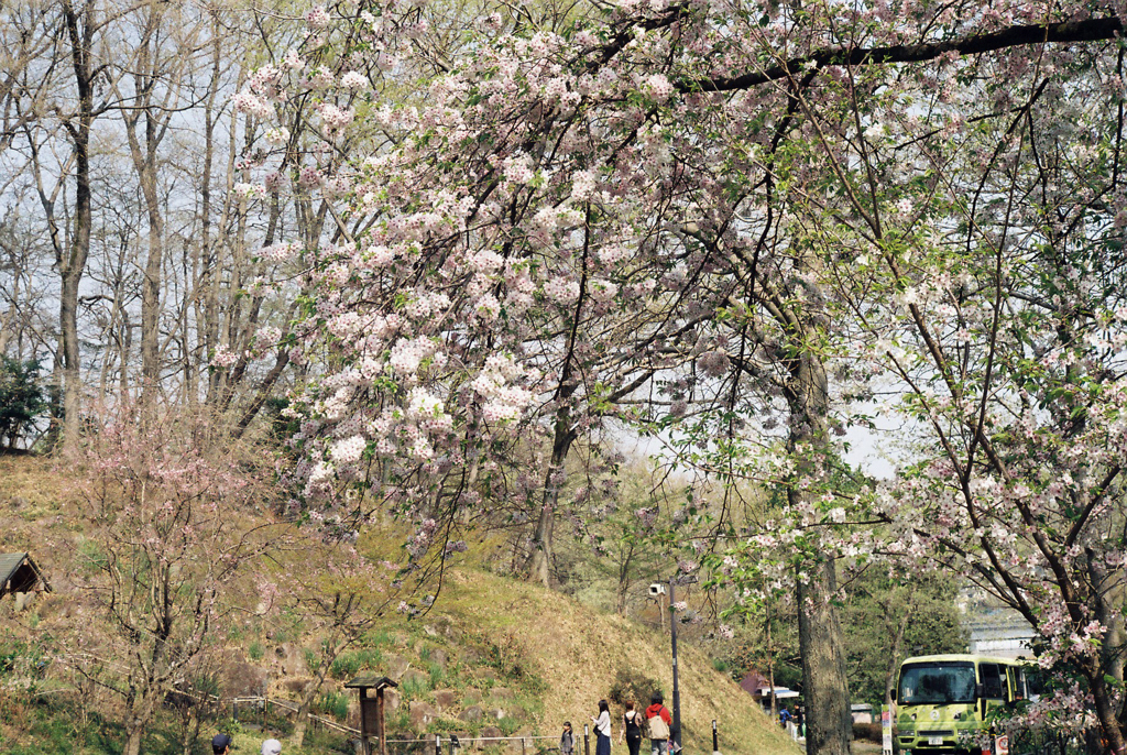 桜