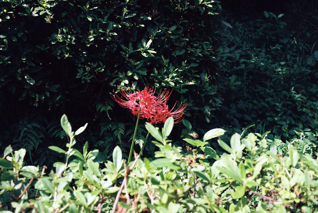 曼珠沙華