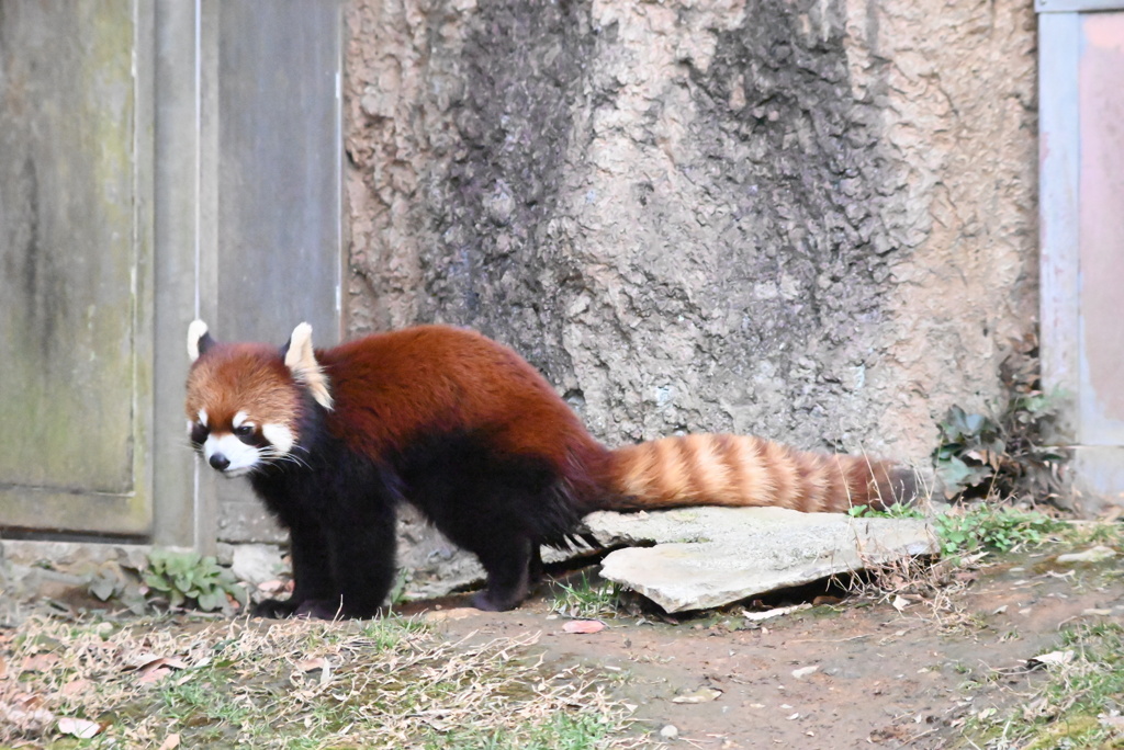 レッサーパンダ