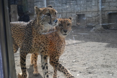 チーター②
