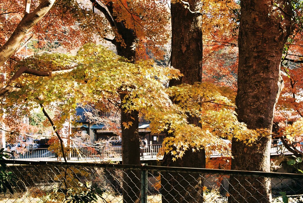 紅葉⑳