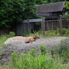 シフゾウ