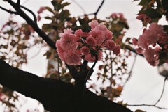 八重桜