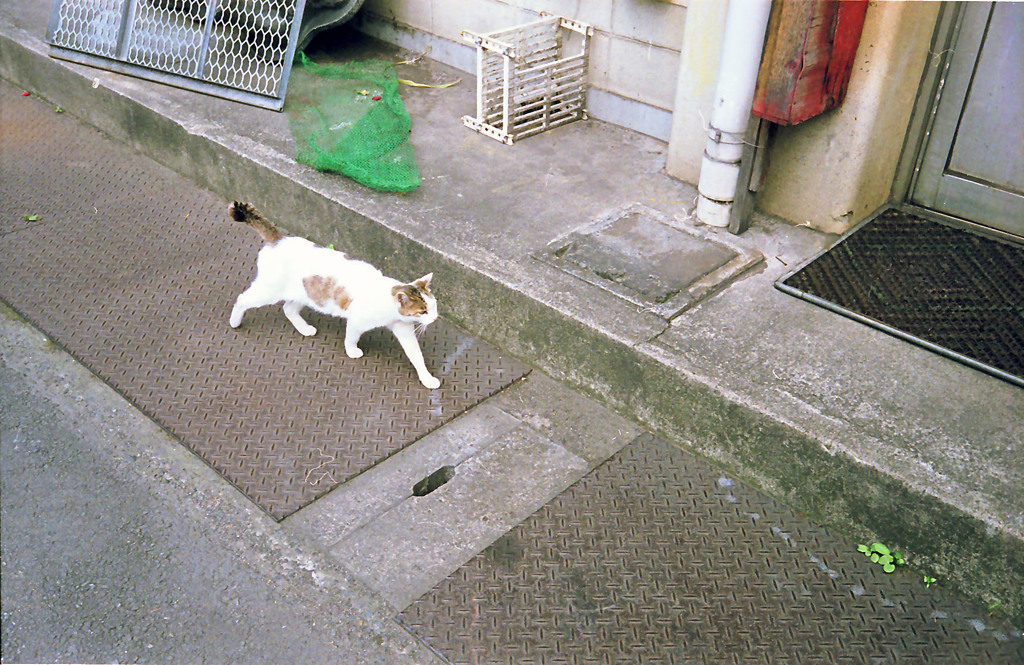 扇町にゃん