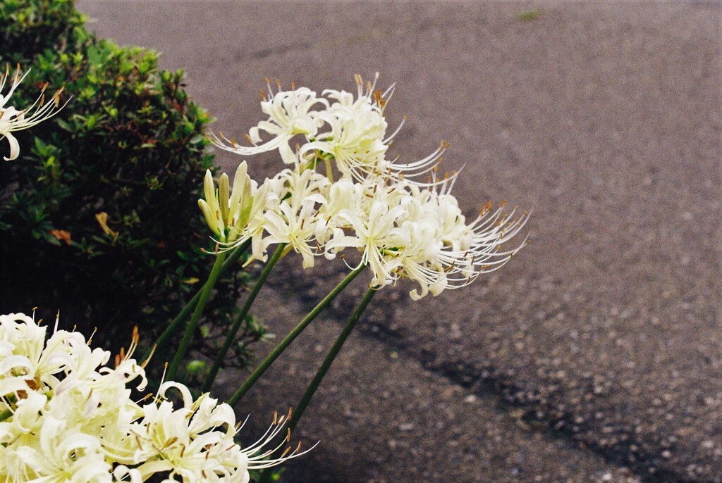 彼岸花⑤