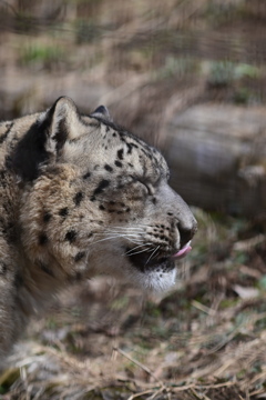 ユキヒョウ