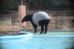マレーバク