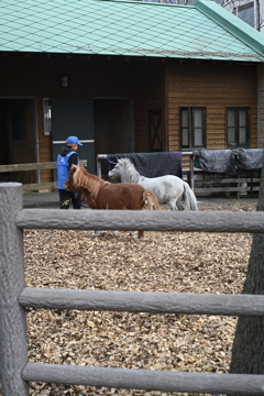 ２匹の仔馬