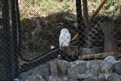 50mmレンズ1本で動物園めぐり
