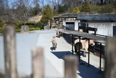 50mmレンズ1本で動物園めぐり