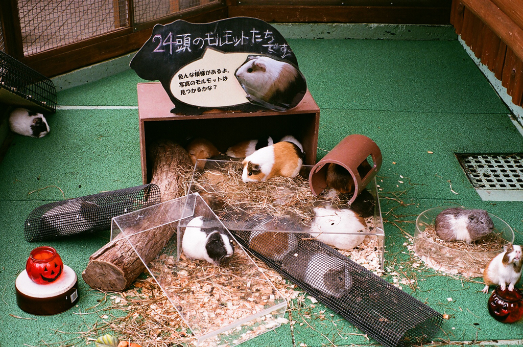 動物園の人気者