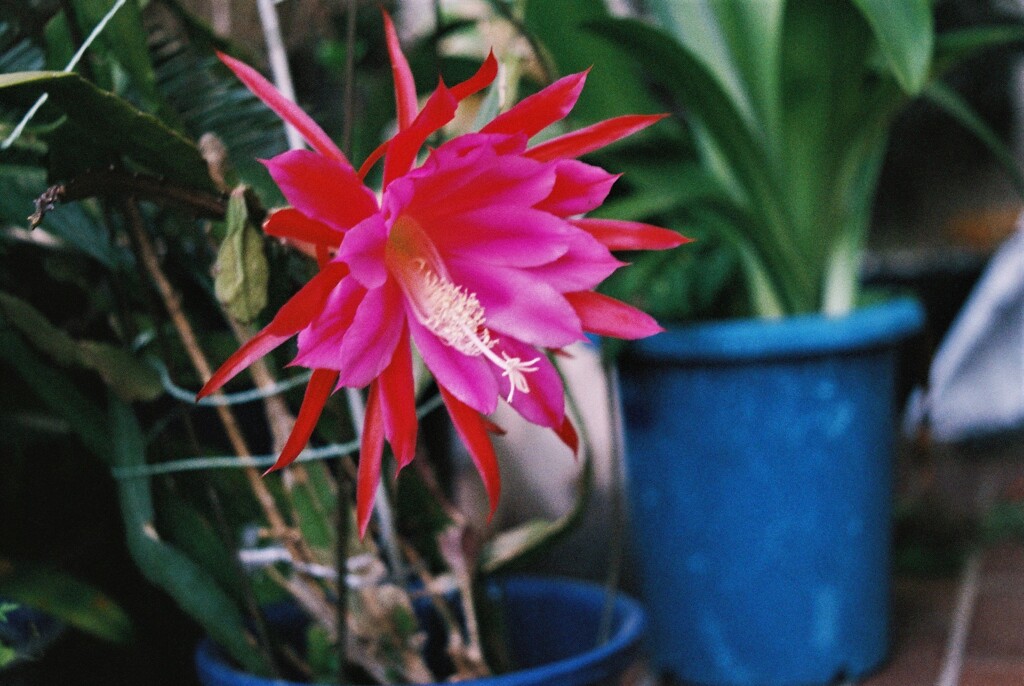 クジャクサボテン