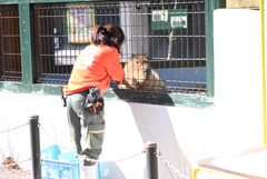 カピバラ