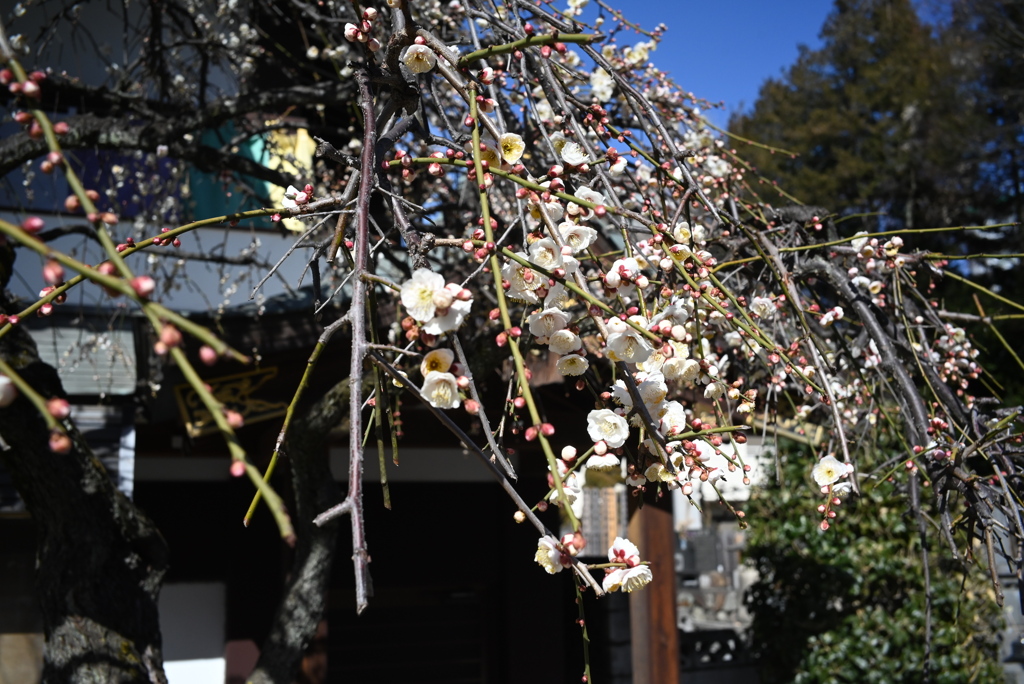 福傳寺にて