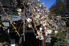 福傳寺にて