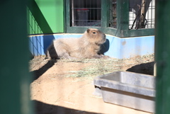 カピバラ