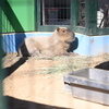 カピバラ