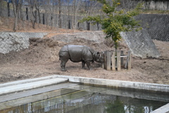 サイ