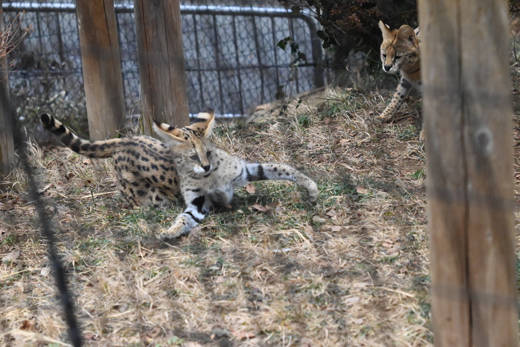 サーバルキャット③