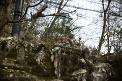 ユキヒョウ
