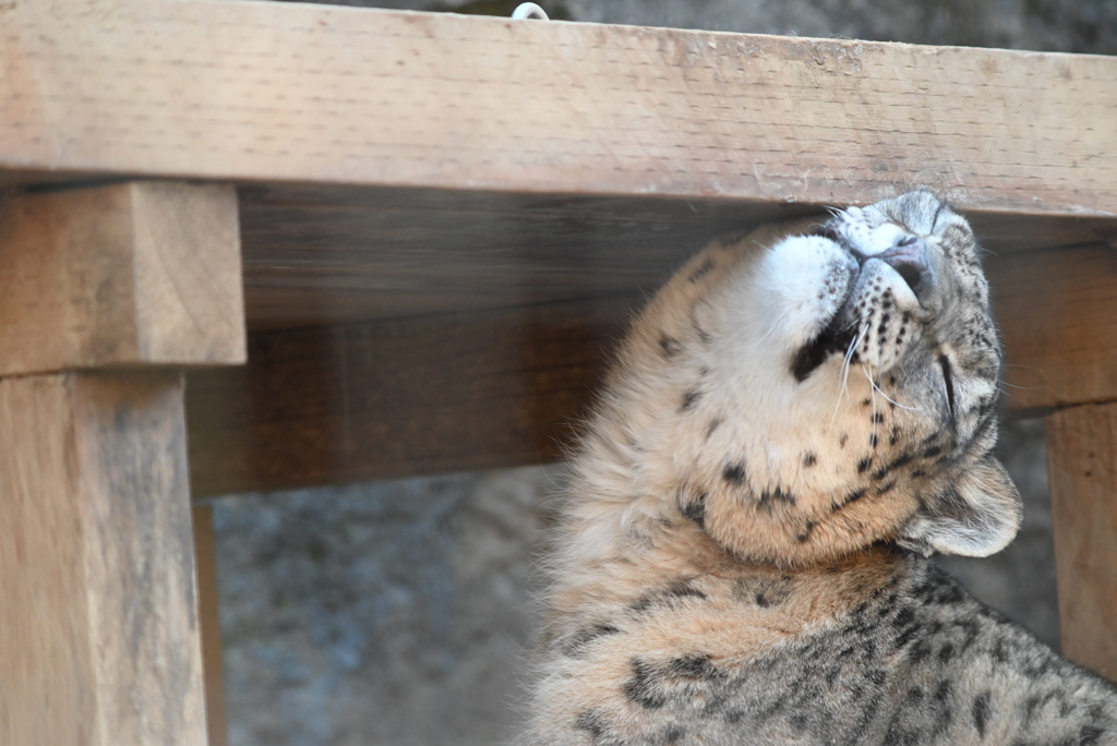 ユキヒョウ