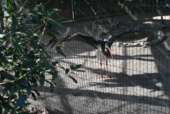 50mmレンズ1本で動物園めぐり