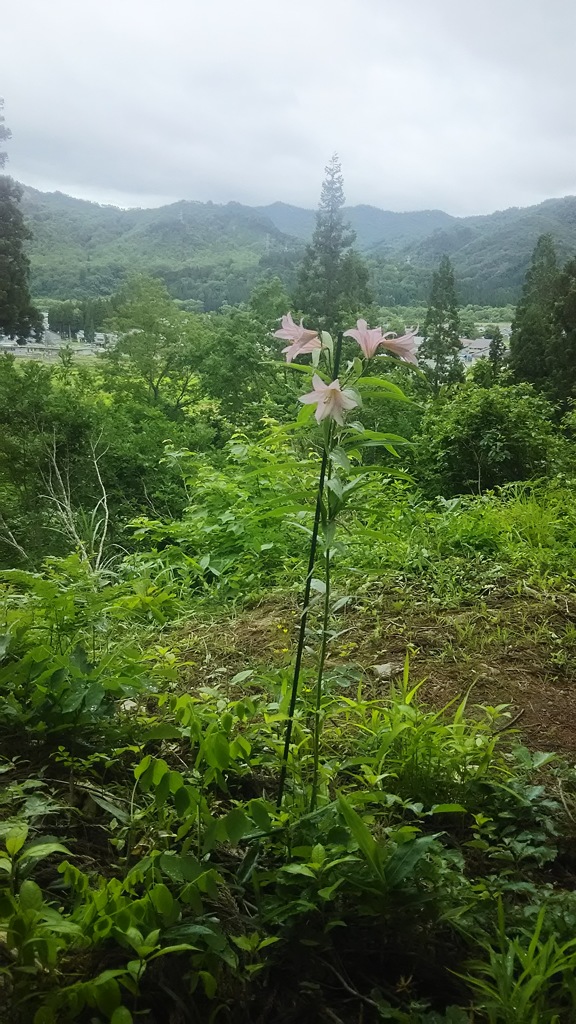姫小百合