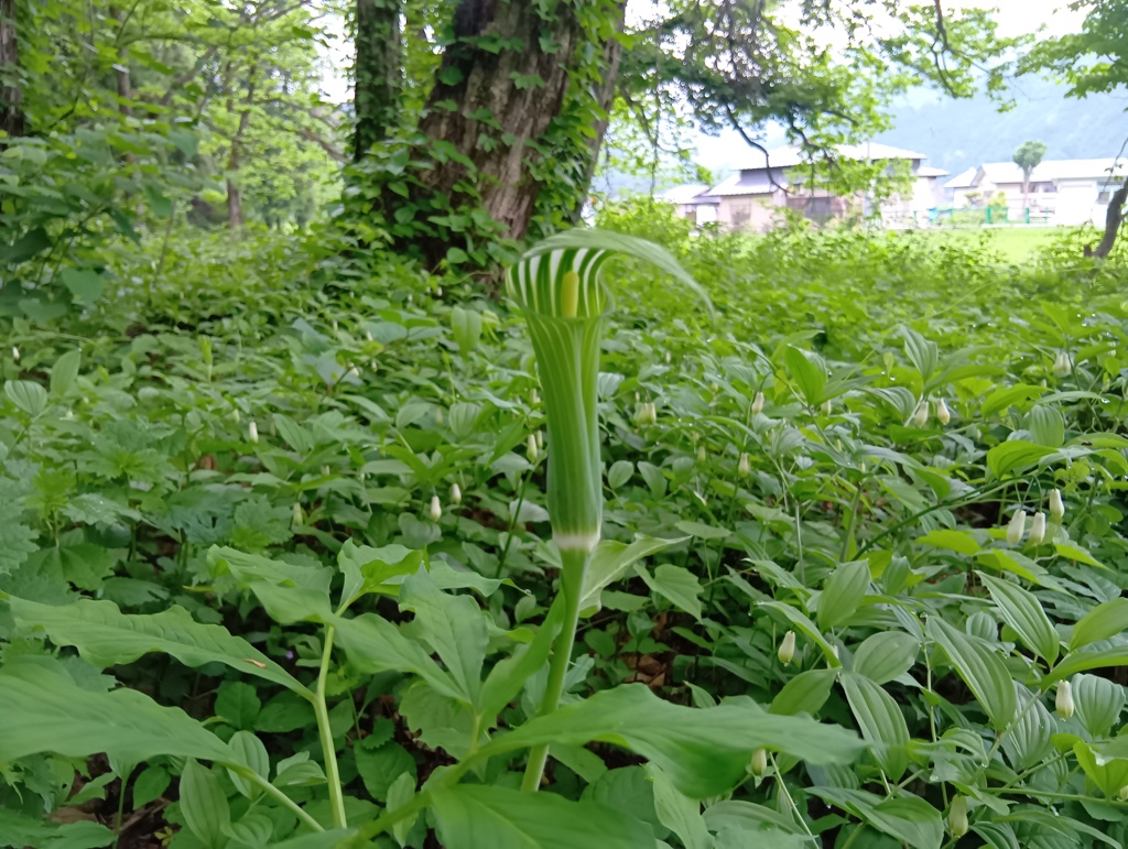マムシグサ