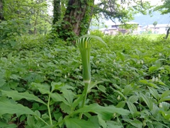 マムシグサ