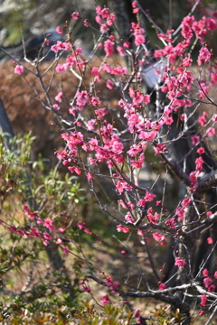 百草園にて