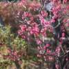百草園にて