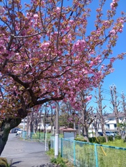 八重桜