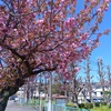 八重桜