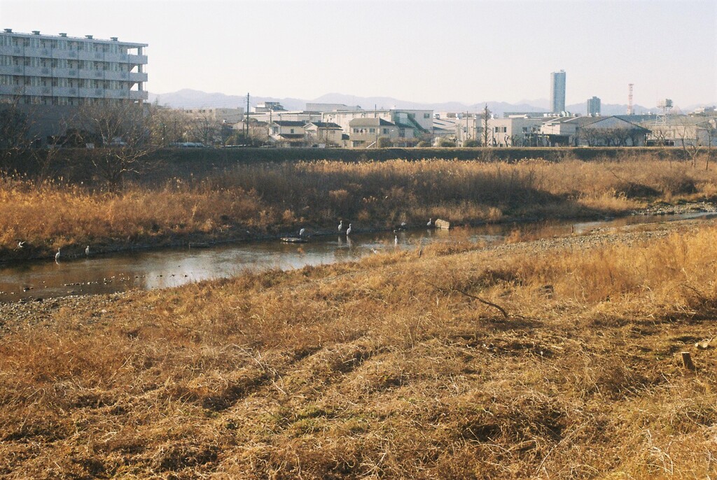 野鳥