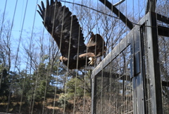 50mmレンズ1本で動物園めぐり