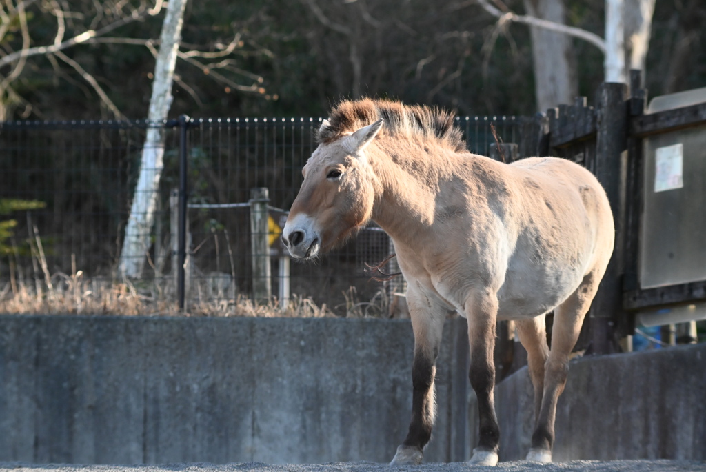 モウコノウマ