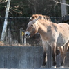 モウコノウマ