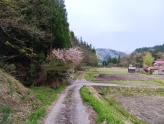 奥会津は桜が満開