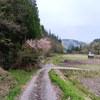 奥会津は桜が満開