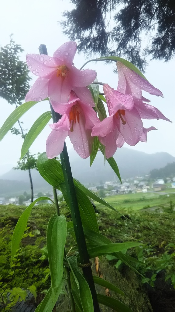 姫小百合