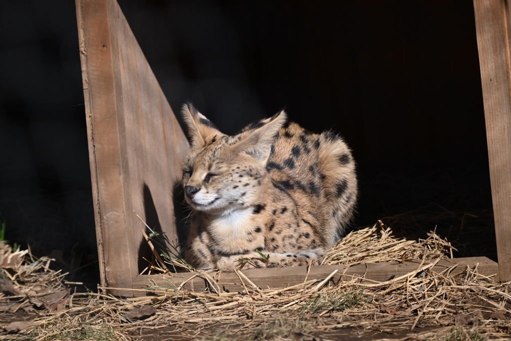 サーバルキャット